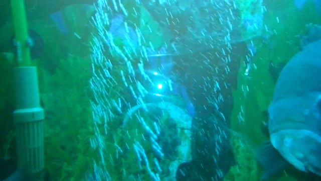 Sick oscar fish.