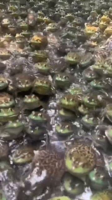 😵💫 #cutefrog #frog #funny #frogarmy #frogprince #animals #frogs #cute #pets