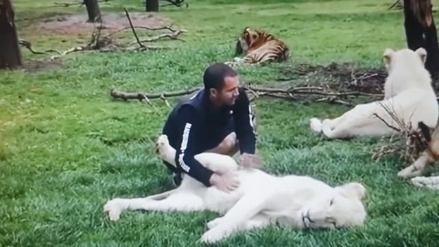 tiger saves man from leopard attack!