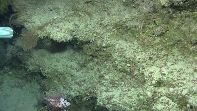 Lionfish preying upon undescribed species,  full length