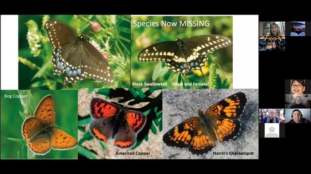 On the Hunt for Northwoods Butterflies with Allison Snopec-Barta