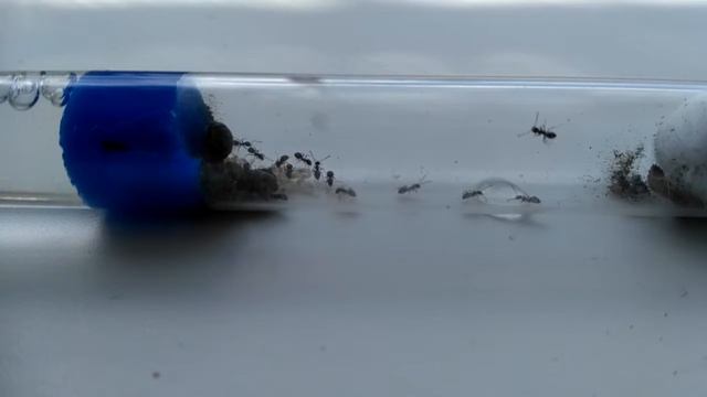 Lasius niger