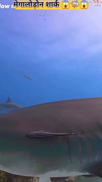 मेगालोड़ोन शार्क 🦈😱 megalodon shark #facts #shorts #shark #megalodon #viralshorts #trending #ytshor
