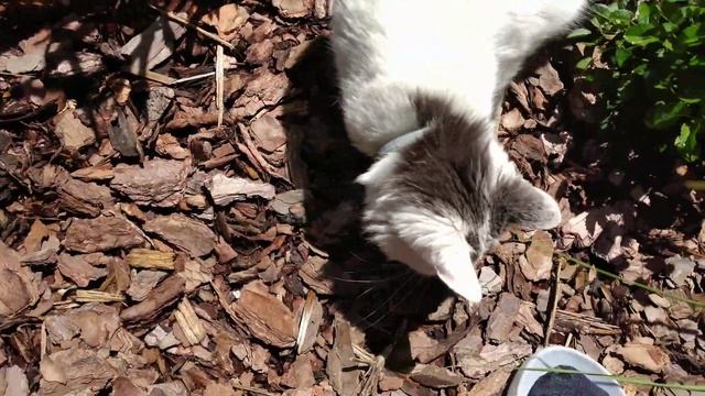 W rolach głównych: Kot i nornica. Cat and vole.