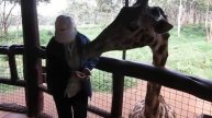 Африка. Кения.Центр по разведению жирафов в Лангата