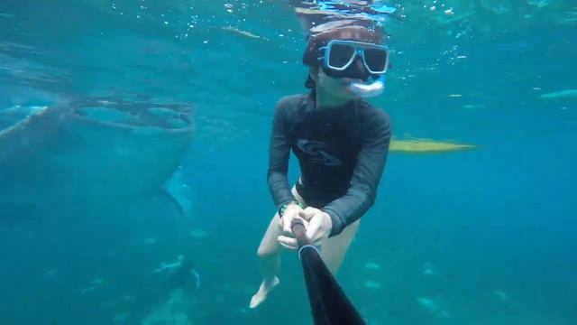 4k video of swimming with Whale Sharks in Oslob, Philippines