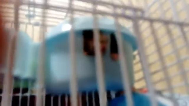 Мой хомяк 🐹 сходит с ума