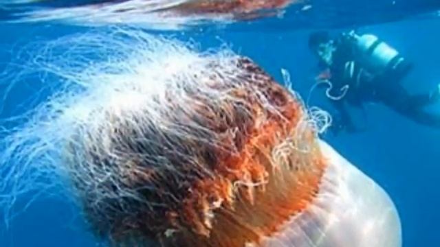 Portugese Man Of War
