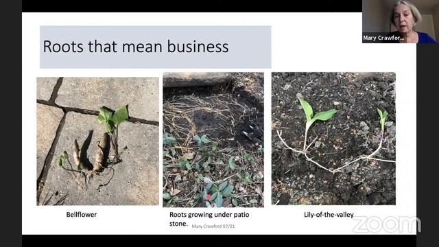TTL 14 - Weeds - Friends and Foes