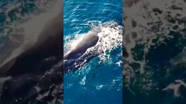 Mommy and baby Humpback whales off the coast of Maui
