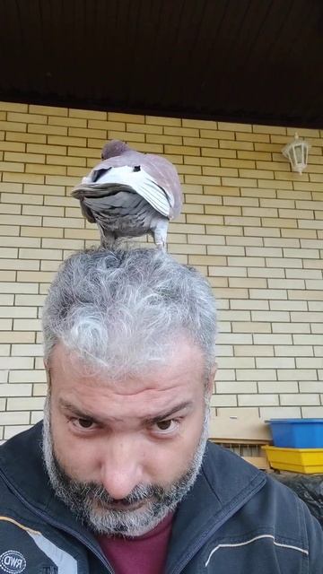 Мои голуби.  На голову сели!