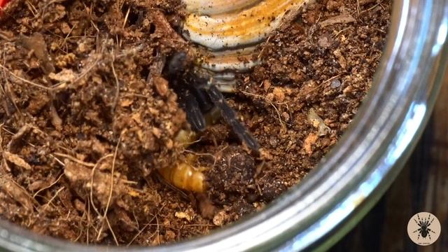 Janosch's feeding (Neischnocolus sp. Panama/Gold Banded Sunburst Dwarf Tarantula)