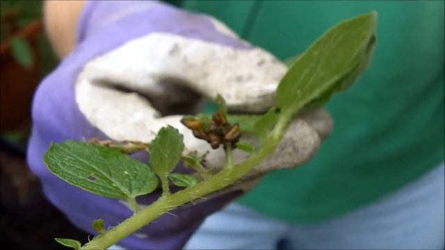 How to Identify and Control Colorado Potato Beetles