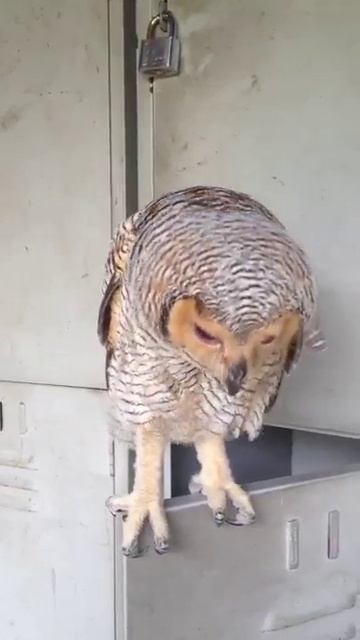 Spotted wood owl