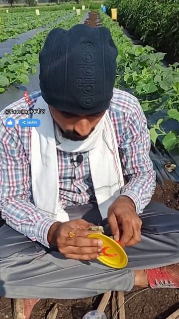खरबूज🍈में Melonfly🐝Traps, बयालीसवां दिन | kharbuj series Day 42 | Farming तकनीक | #shorts | #viral
