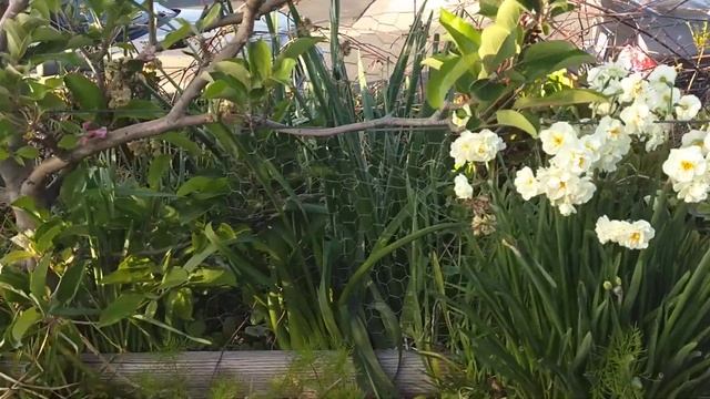 Winston Churchill Daffodils on the Vernal Equinox
