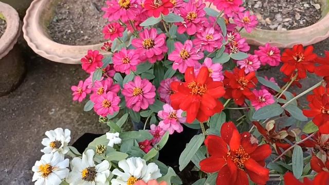 Zinnia Seeds Collection & Germination, जीनिया को सीड से कैसे ग्रो करना है