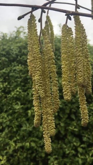 Common Hazel - male catkins - February 2019