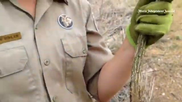 Tori Bohlen talks about what makes French broom invasive.