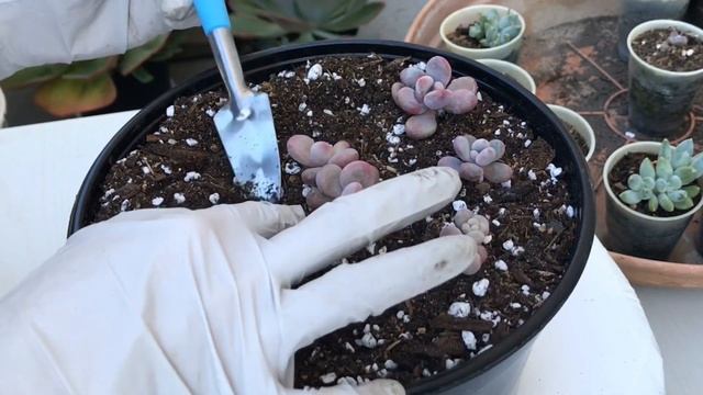 #257 REPOTTING MOONSTONE PROPAGATION FROM LEAVES | CHUYỂN CHẬU SỎI HỒNG vàKIM CƯƠNG NHÂN GIỐNG TỪ L