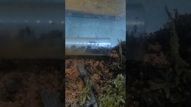 Diacamma rugosum cazadora.2