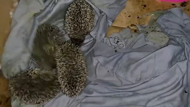 Фонд "спасите ежей")