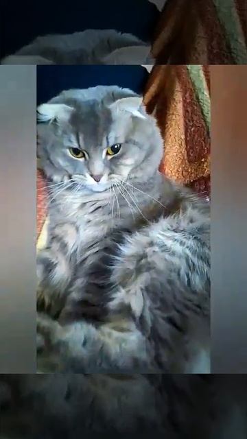 These eyes... just beauty 😺💓🐈 #shorts #short #shortvideo #cat #funny #funnyvideo