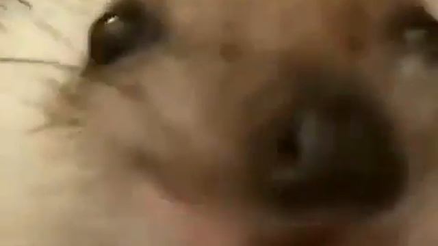 боярышник форте эвалар
