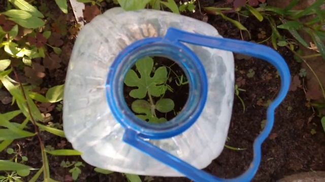 Огурцы и томаты. Как они сейчас выглядят и как развиваются 🤗