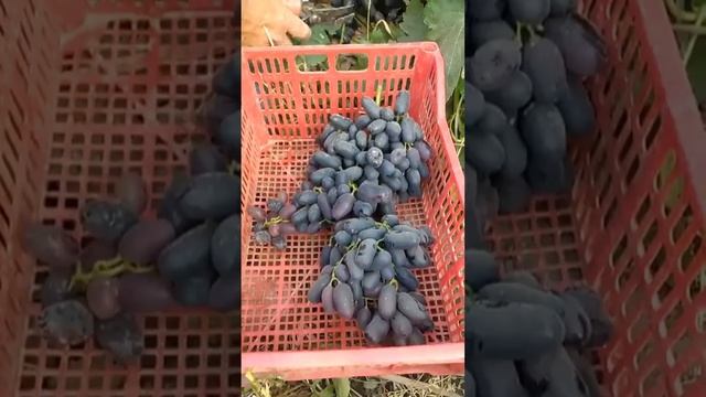 Sirliboy 2021 donasi gugurt qutiga sig'maydi