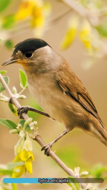 Sylvia atricapilla