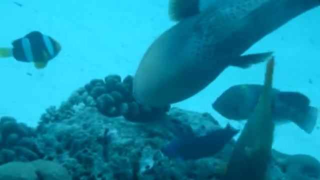 Yellow margin triggerfish