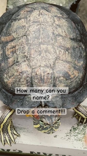 Meet the Reptiles!!! How many can you name? #wildlife #animals #nigeria #africanwildlife #reptiles