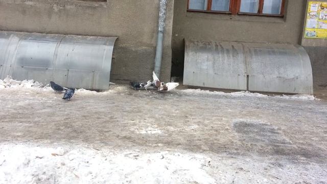 Combat голубь