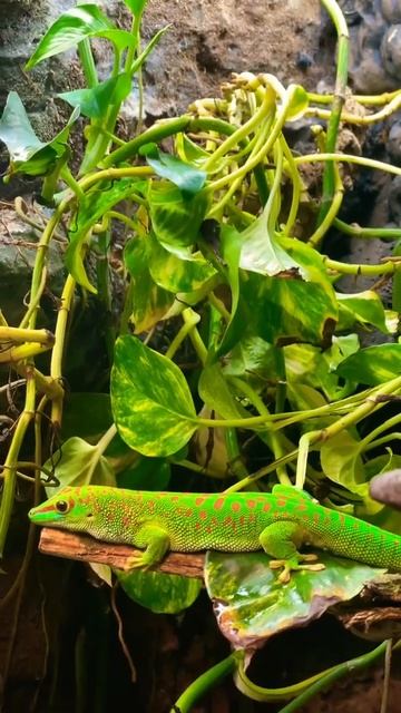 My pet GIANT MADAGASCAR DAY GECKO #madagascardaygecko #daygeckos #shorts