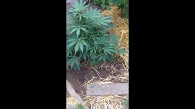 У двох населених пунктах Запорізької області прикордонники викрили насадження конопель