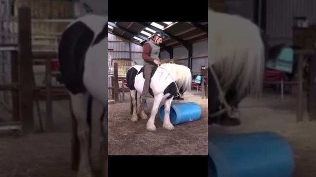 Mounting & first steps on young Irish Cob/Tinker #horsemanship #shorts