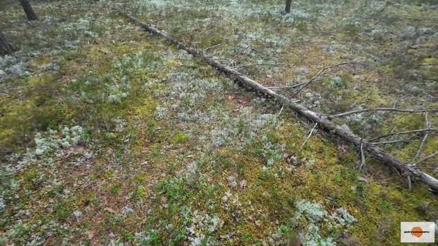 Выношу белые грибы мешками и вёдрами! Ванна грибов. Гуляем по лесу вместе Архангельская область 2024