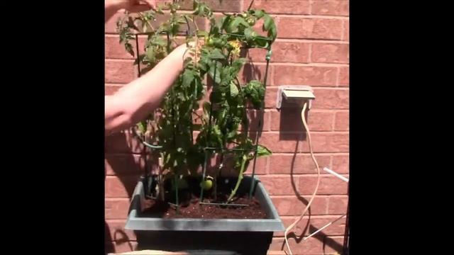 Planting Time: Peppers & Containers
