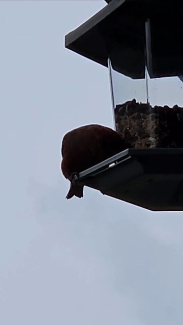 Red Crossbill Bird #oregon #birds #Crossbill