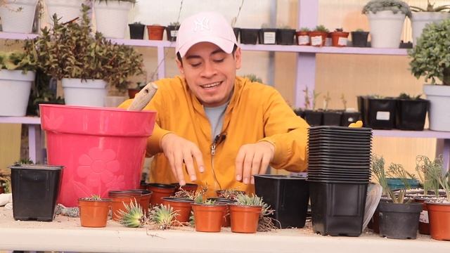 REPRODUCIENDO Haworthias Y Contestando Sus PREGUNTAS