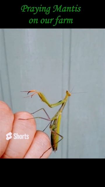 Friendly Praying Mantis