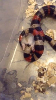 змея и хомяк#2