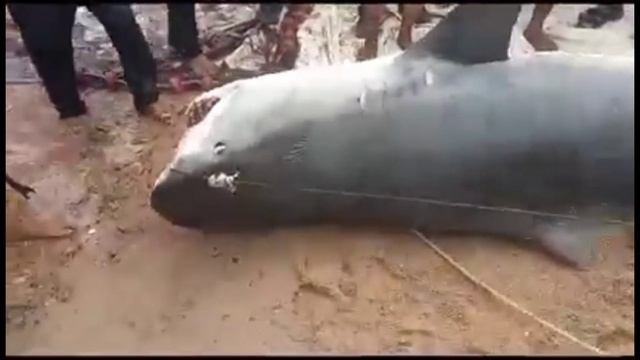 Caught Shark today in Hurghada after attacking a tourist in a terrifying scene #sharkattacks