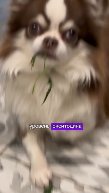 Собаки как дети🐕🦺 21-02-2025