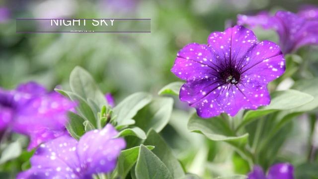 Colorful Petunias, April 2024