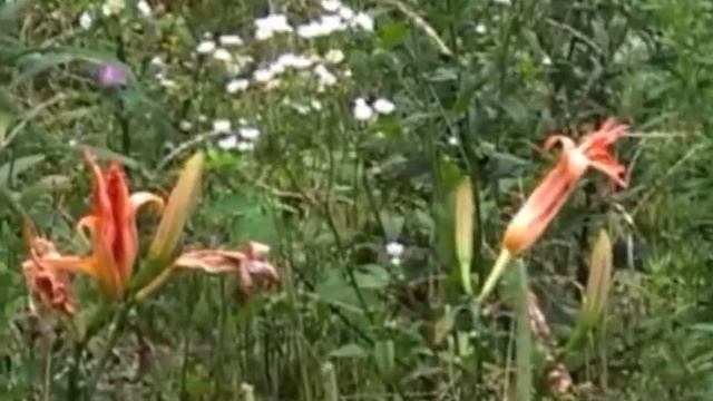 ヤブカンゾウ01_2003_ガイコツ山