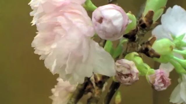 LiouDeMartino_CherryBlossom