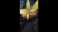 grammatophyllum stapeliiflorum Orchid