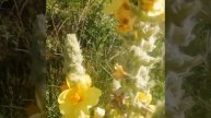 Цветы полей Крым Flowers meadows. Tenderness of the morning dew of the endless meadows of the Crime
